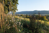 Weinberge am Galgenberg 2021-10-16_17-34-10_HMR3071.jpg