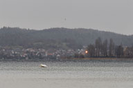 Höckerschwan 2021-11-30_15-41-07_D067424.jpg