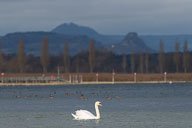 Höckerschwan 2021-12-02_12-03-36_D067676.jpg