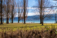 Untersee mit Blick auf Berlingen 2022-01-29_13-29-32_HMR6724.jpg