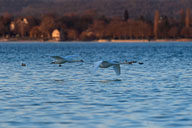 Höckerschwan 2022-03-10_18-53-12_D068572.jpg