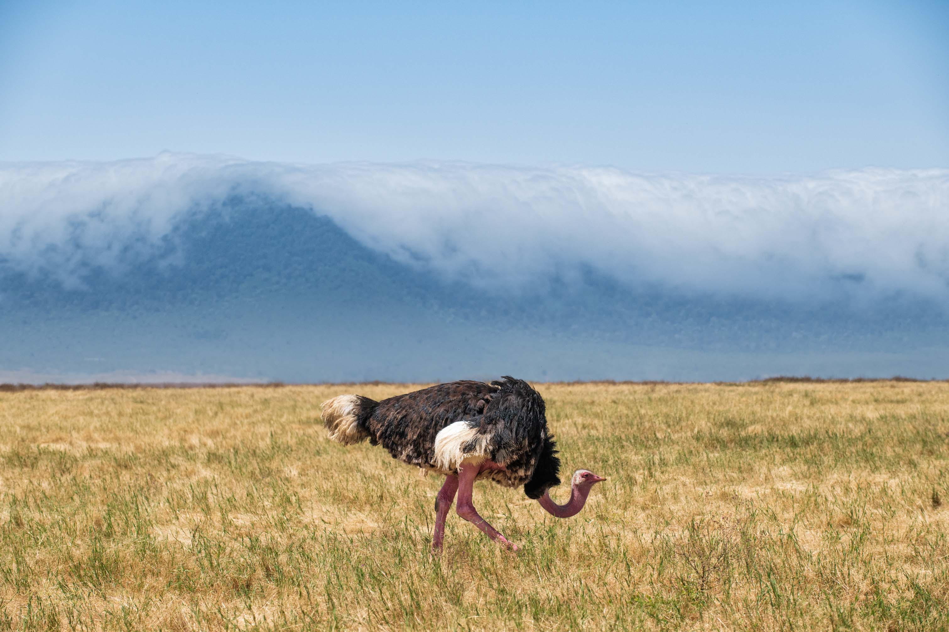 Ngorongoro