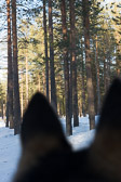 Finnland 2015-03 - Rovaniemi Finnland 2015-03 - Rovaniemi