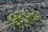 Estland 2016-08 Estland 2016-08
