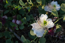 _DSC3516.jpg _DSC3516.jpg