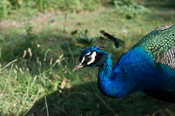 _DSC3977.jpg _DSC3977.jpg