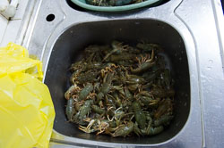 _DSC4782.jpg _DSC4782.jpg