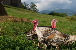 _DSC5022.jpg _DSC5022.jpg