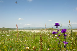 _DSC5242.jpg _DSC5242.jpg