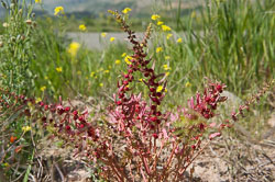 _DSC5248.jpg _DSC5248.jpg