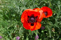 _DSC5282.jpg _DSC5282.jpg