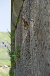 _DSC5286.jpg _DSC5286.jpg