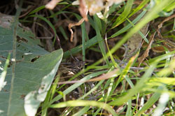 Grashüpfer _DSC5384.jpg