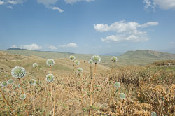 _DSC5397.jpg _DSC5397.jpg