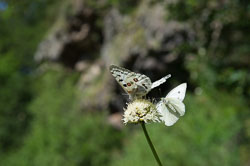 _DSC5460.jpg _DSC5460.jpg