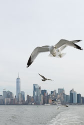 New York City - Impressionen 2019 New York City - Impressionen 2019