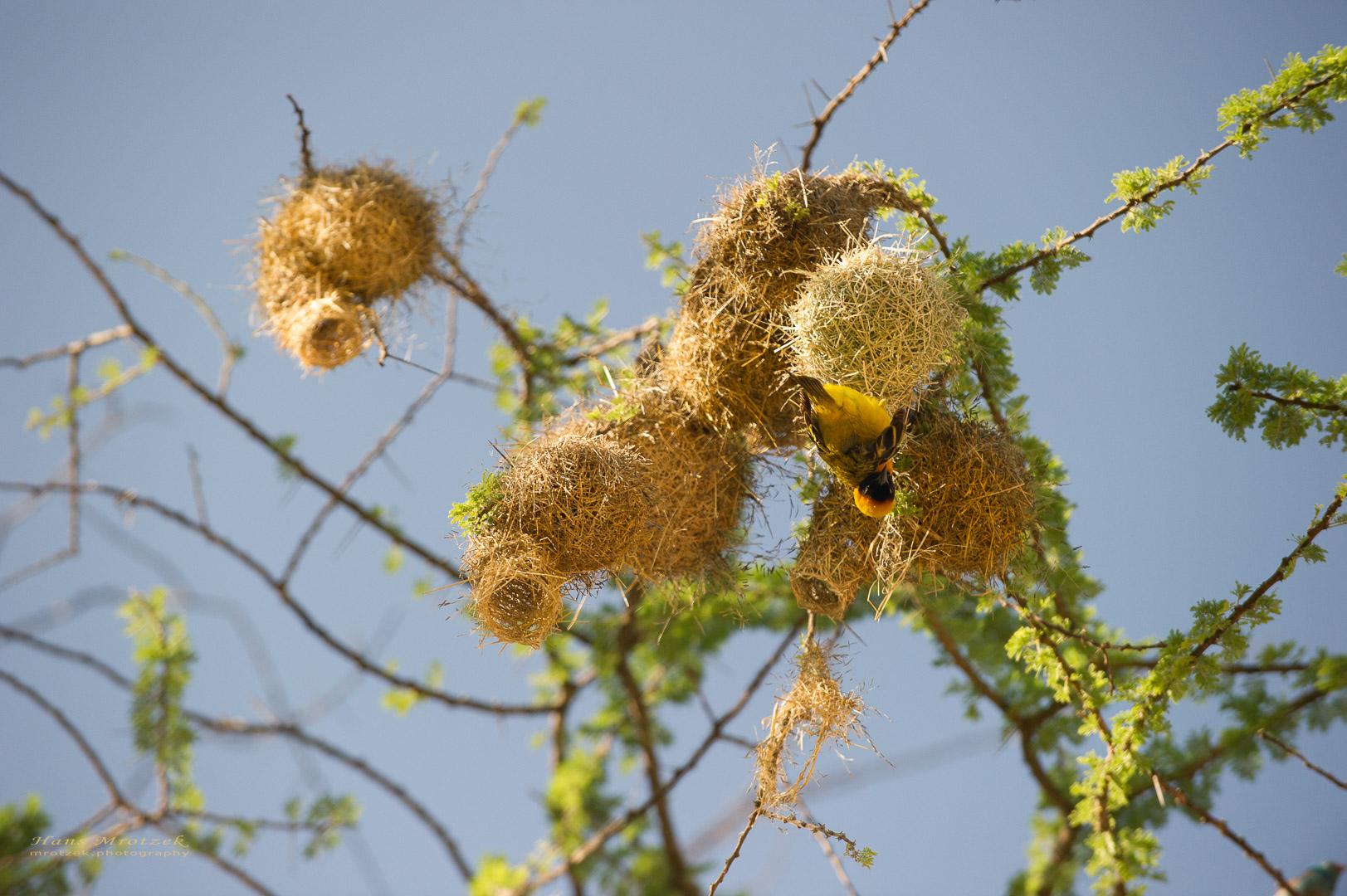 _DSC3687_ExtApp_1861.jpg
