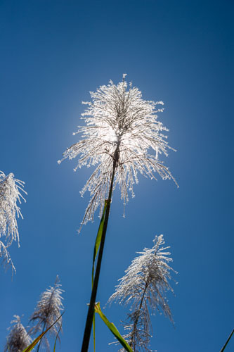 _DSC5031-150605-399.jpg _DSC5031-150605-399.jpg