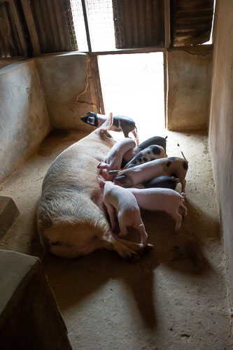 _DSC6517.jpg _DSC6517.jpg