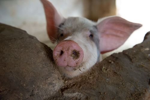 _DSC6524.jpg _DSC6524.jpg