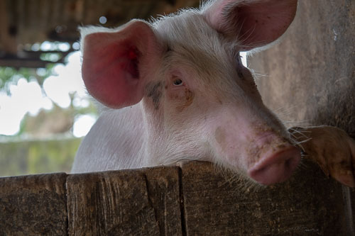 _DSC6537.jpg _DSC6537.jpg