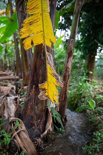 Local Village _DSC6932.jpg