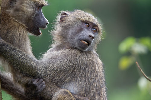 Savanna Baboon (Steppenpavian) _DSC7352.jpg