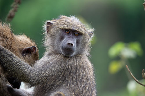Savanna Baboon (Steppenpavian) _DSC7353-180731-2366.jpg