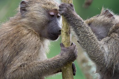 Savanna Baboon (Steppenpavian) _DSC7354.jpg