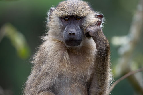 Savanna Baboon (Steppenpavian) _DSC7356-180731-2368.jpg