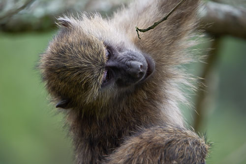 Savanna Baboon (Steppenpavian) _DSC7357.jpg