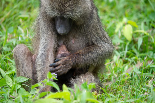 Savanna Baboon (Steppenpavian) _DSC7360.jpg