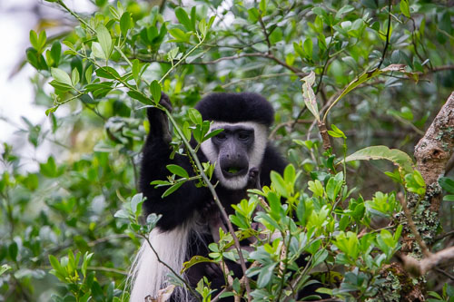Guereza (Mantelaffe) _DSC7373.jpg