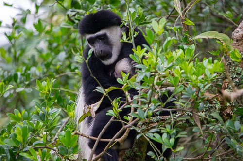 Guereza (Mantelaffe) _DSC7376.jpg