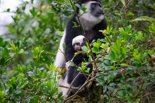 Guereza (Mantelaffe) _DSC7384.jpg