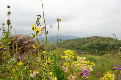 _DSC7412.jpg _DSC7412.jpg