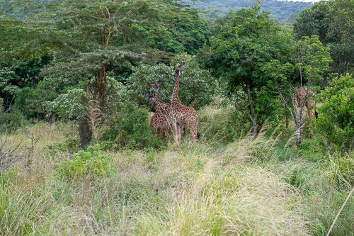 Giraffe _DSC7418.jpg