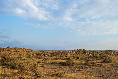 _DSC7459.jpg _DSC7459.jpg