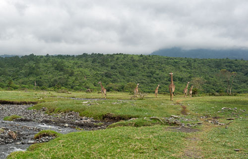 Giraffe _DSC7499-180801-2398.jpg