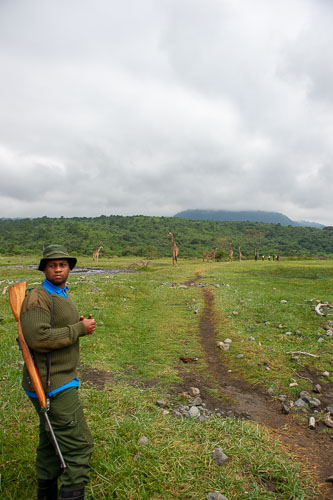 Giraffe _DSC7501.jpg