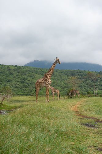 Giraffe _DSC7502.jpg