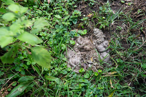 Phyton Puke _DSC7537.jpg