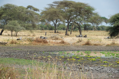 Wildebeest (Gnu) _DSC7684.jpg