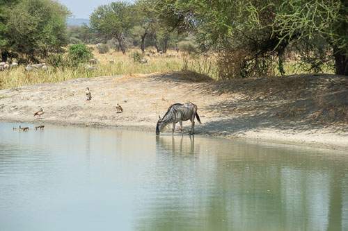 Wildebeest (Streifengnu) _DSC7694.jpg