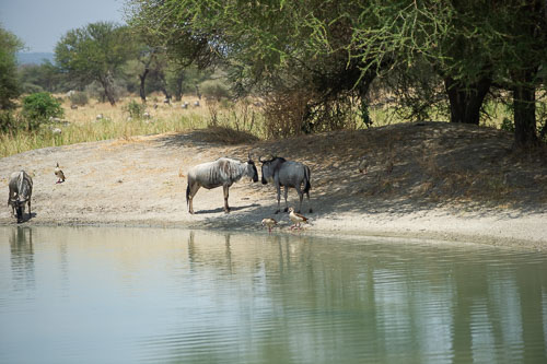 Wildebeest (Streifengnu) _DSC7704.jpg