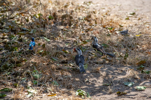 Van der Decken's Hornbill _DSC7713.jpg