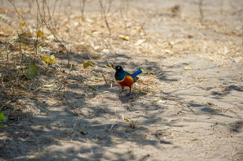 Superb Starling _DSC7724.jpg