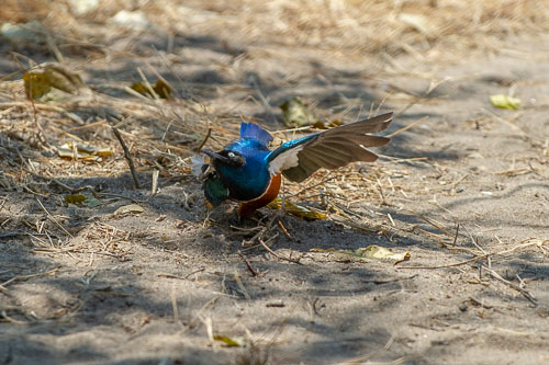 Superb Starling _DSC7725.jpg