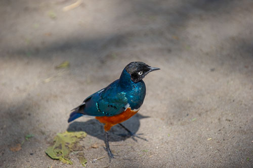 Superb Starling _DSC7735.jpg