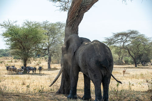 Elefant _DSC7745.jpg